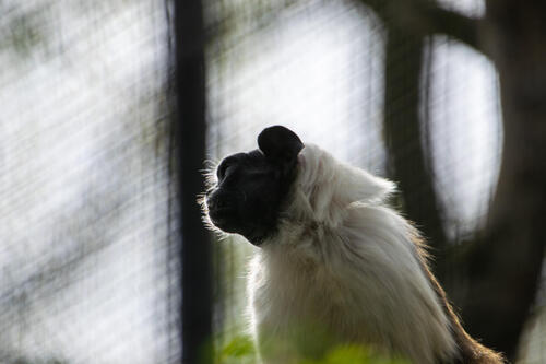 Wise tamarin
